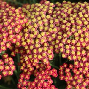 Achillea Rainbow® Sparkling Contrast