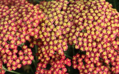 Achillea Rainbow