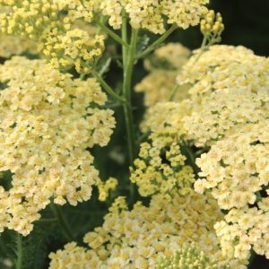 Achillea Rainbow® Summer Night