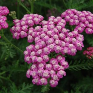 Achillea Summerwine