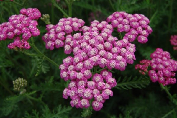Achillea Summerwine