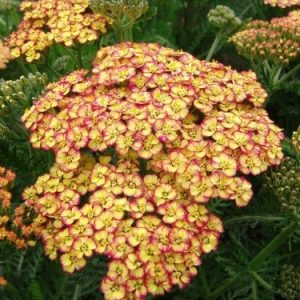 Achillea Tricolor