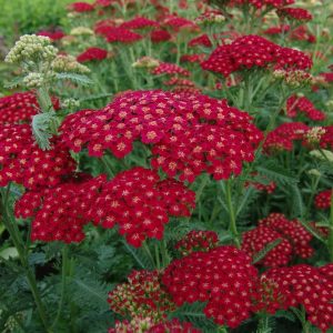 Achillea Red Velvet
