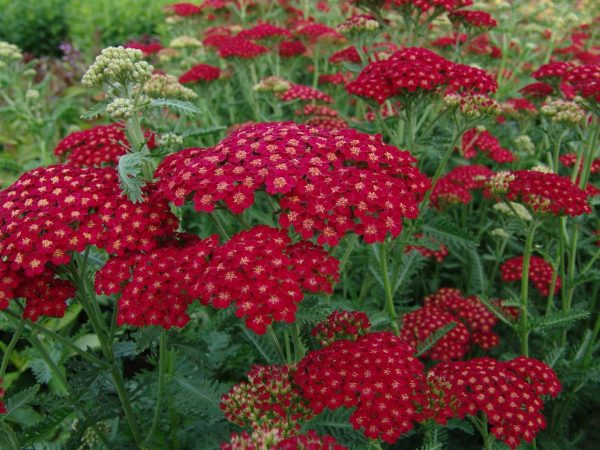 Achillea Red Velvet