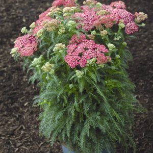 Achillea Saucy Seduction®