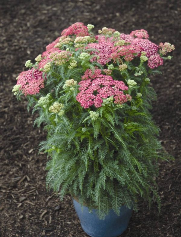 Achillea Saucy Seduction®
