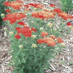 Achillea Strawberry Seduction®