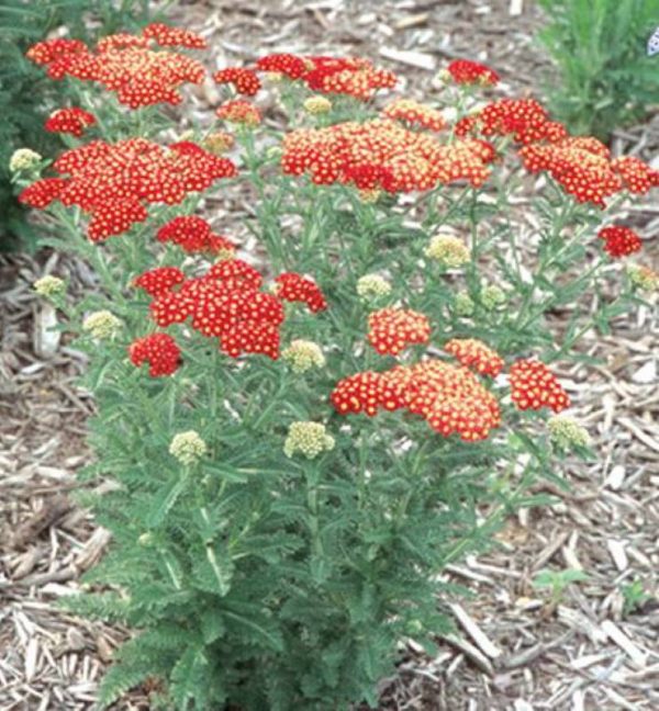 Achillea Strawberry Seduction®