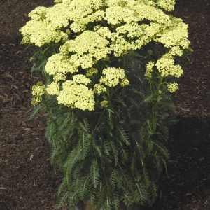 Achillea Sunny Seduction®