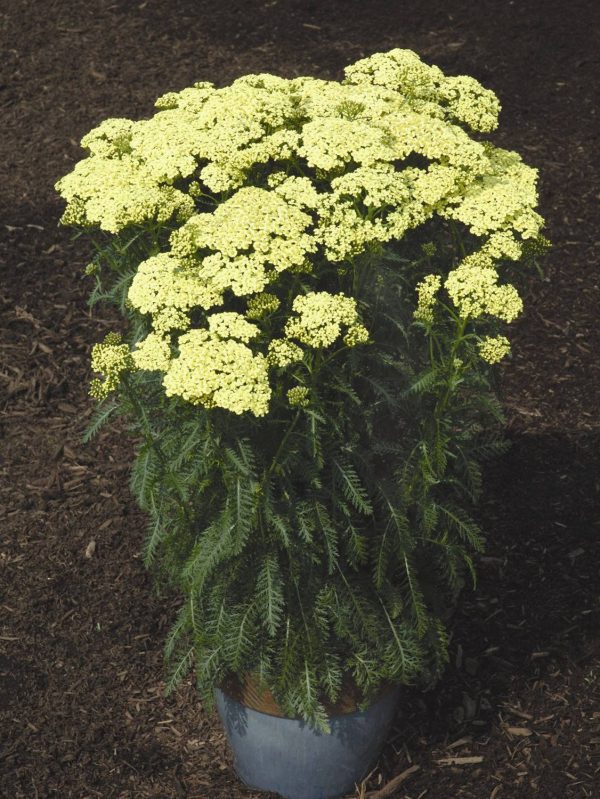 Achillea Sunny Seduction®