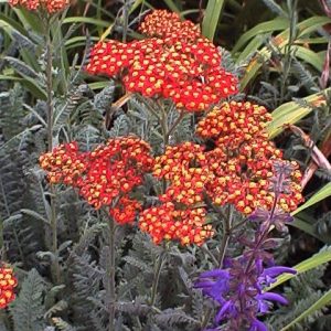 Achillea Walther Funcke