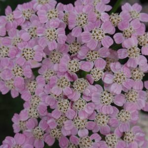 Achillea Wonderful Wampee®