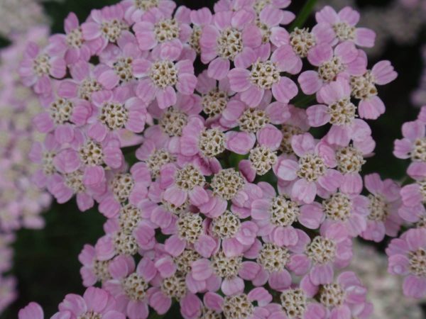 Achillea Wonderful Wampee®