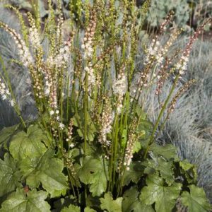 Actea japonica Chejudo