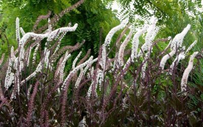 Actea Simplex ‘Black Negligee’