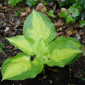 Hosta Adorable®