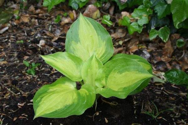 Hosta Adorable®