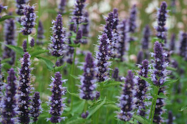 Agastache Black Adder