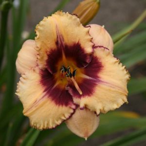 Hemerocallis Alaqua