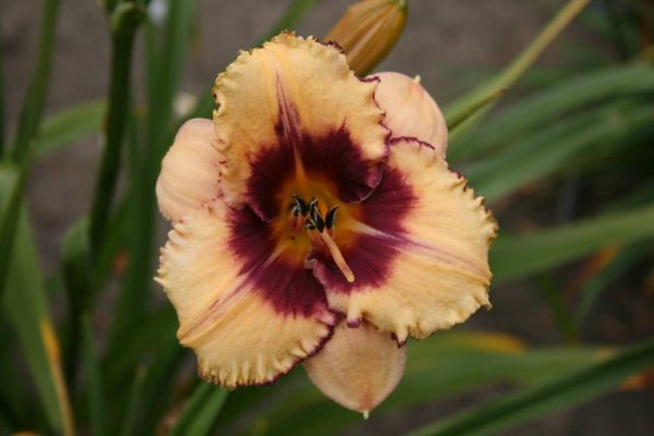 Hemerocallis Alaqua