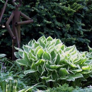 Hosta Albomarginata