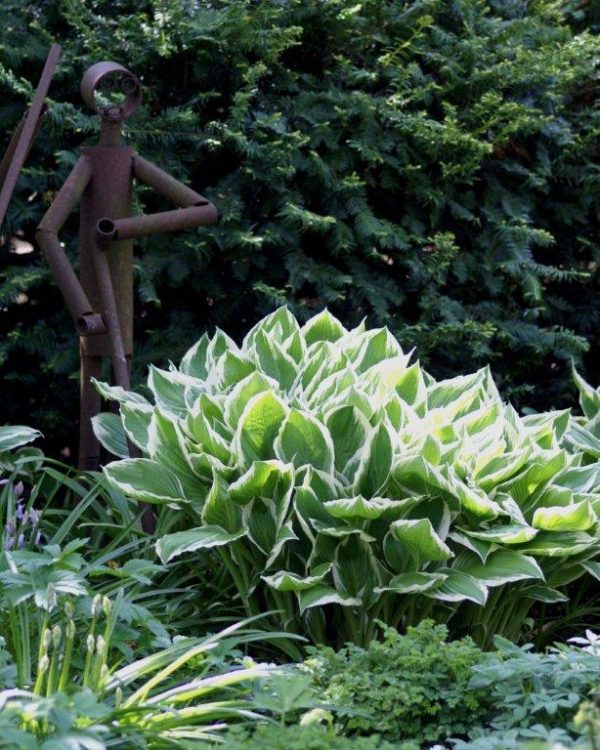 Hosta Albomarginata
