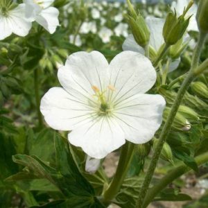 Geranium sanguineum Album