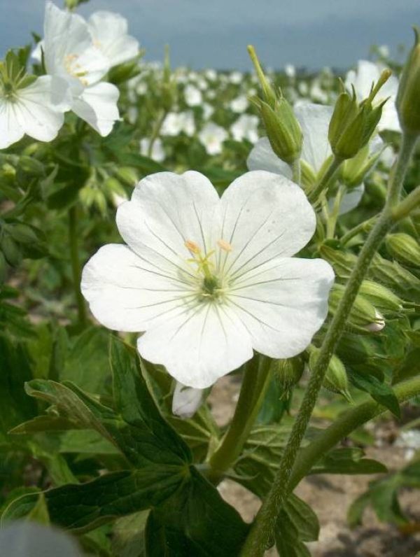 Geranium sanguineum Album
