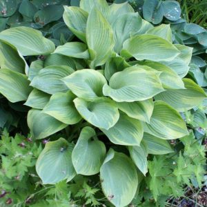 Hosta Alex Summers