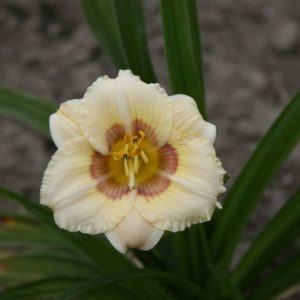 Hemerocallis All American Baby