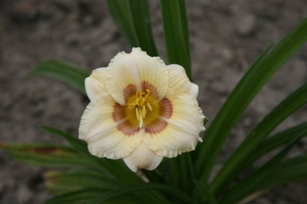Hemerocallis All American Baby