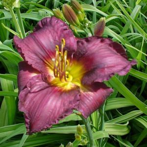 Hemerocallis All American Plum