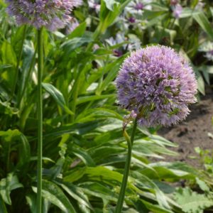 Allium senenscens Pink Planet