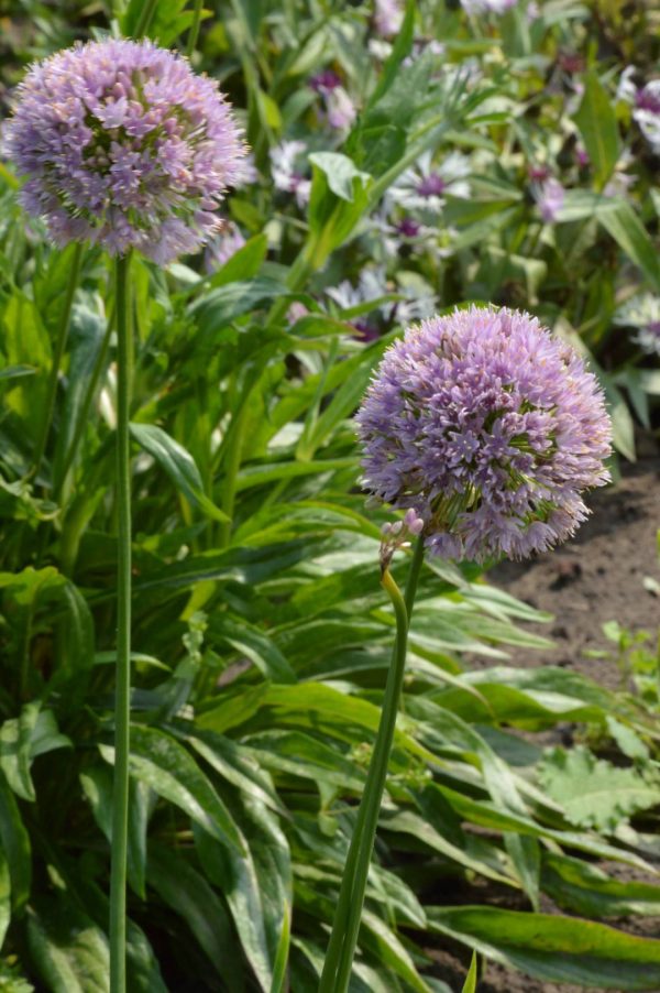 Allium senenscens Pink Planet