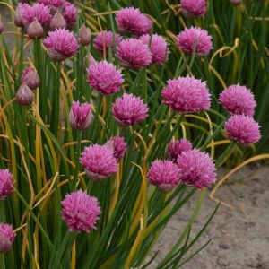 Allium - perennial Allium