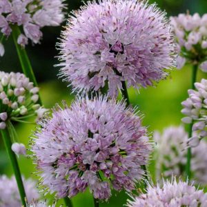 Allium senenscens Summer Beauty