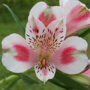 Alstroemeria Roxanne