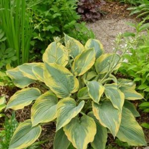 Hosta Alvatine Tailor