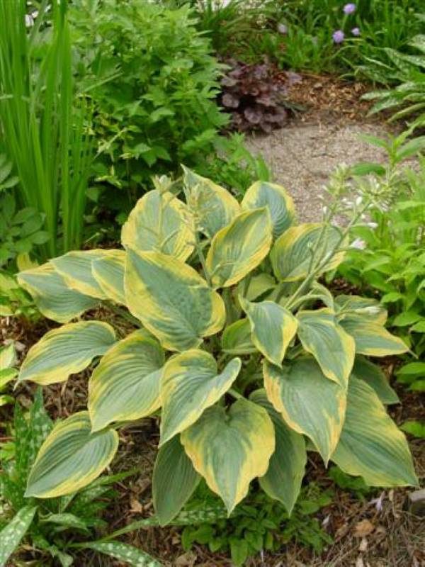 Hosta Alvatine Tailor