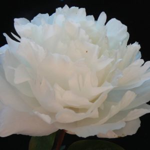 Paeonia  Amalia Olsen