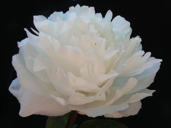Paeonia  Amalia Olsen