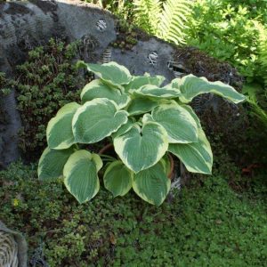 Hosta American Halo