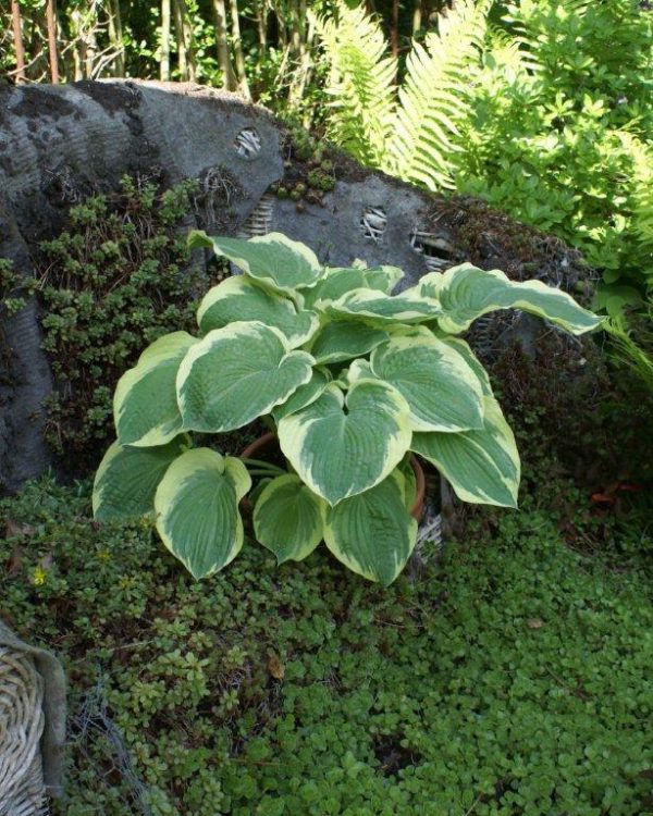 Hosta American Halo