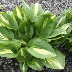 Hosta American Sweetheart®