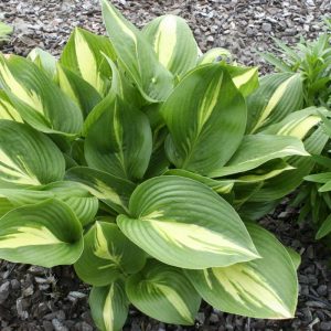 Hosta