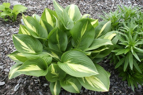 Hosta American Sweetheart®
