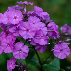 Phlox pan, Amethyst
