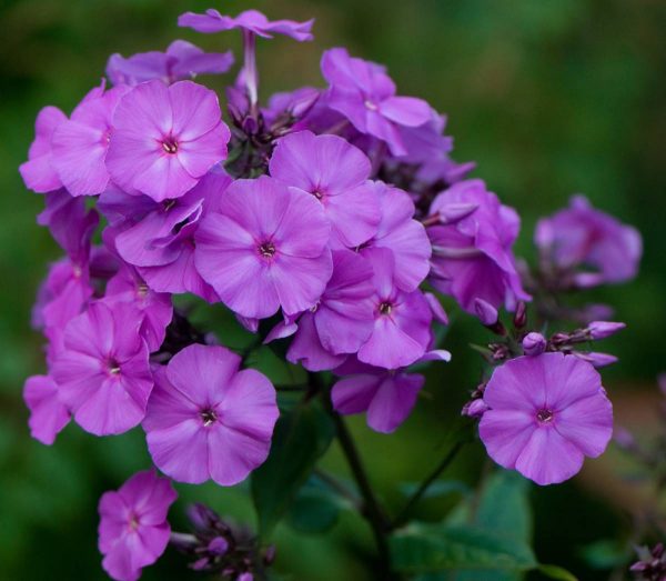 Phlox pan, Amethyst