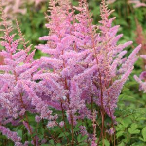 Astilbe Amethyst