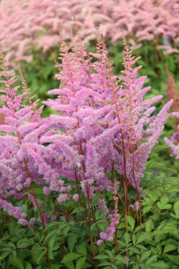Astilbe Amethyst